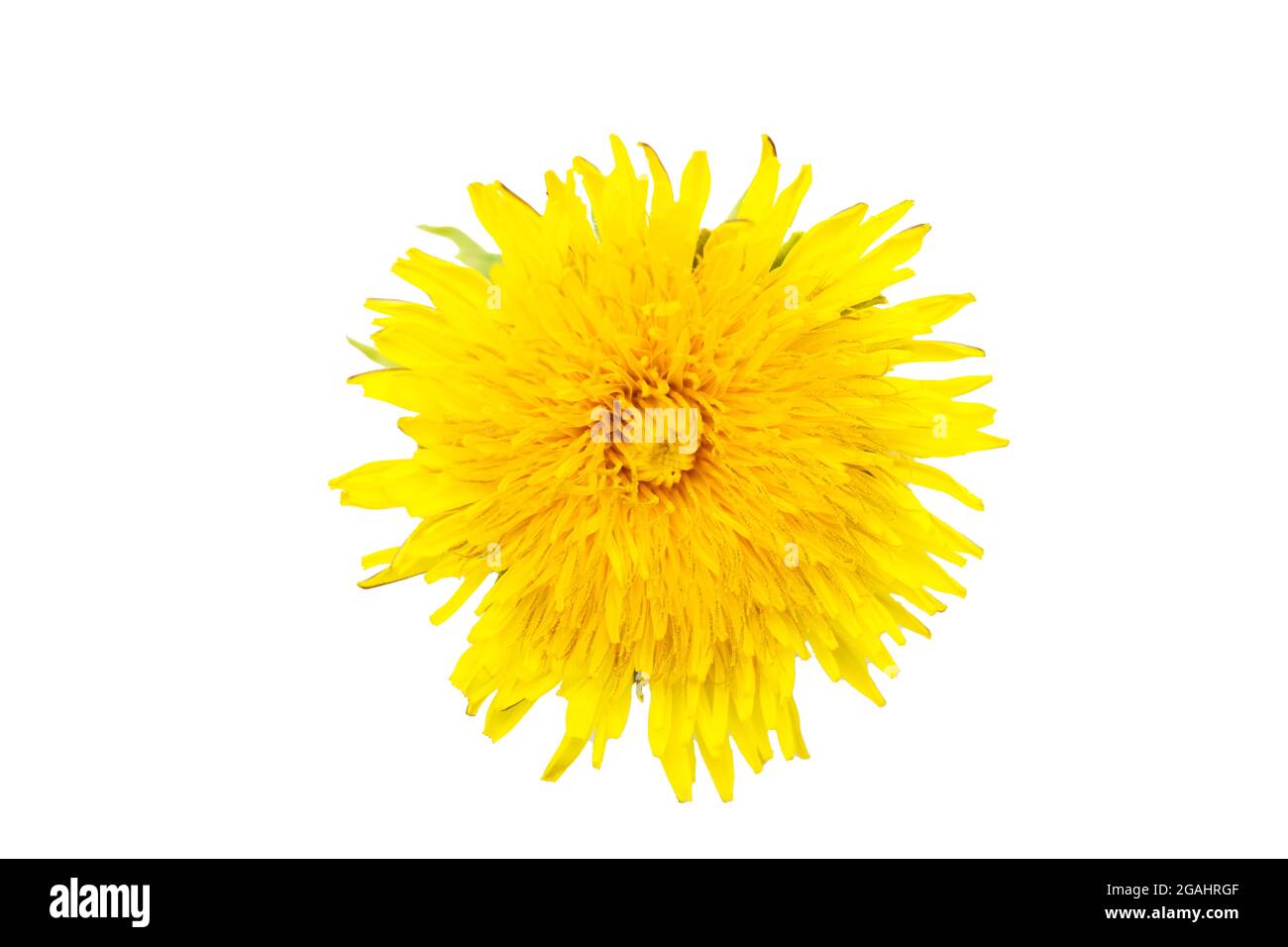 Ein blühender, gelber Dandelion, isoliert auf weißem Hintergrund, Nahaufnahme. Kann als Designelement verwendet werden. Stockfoto