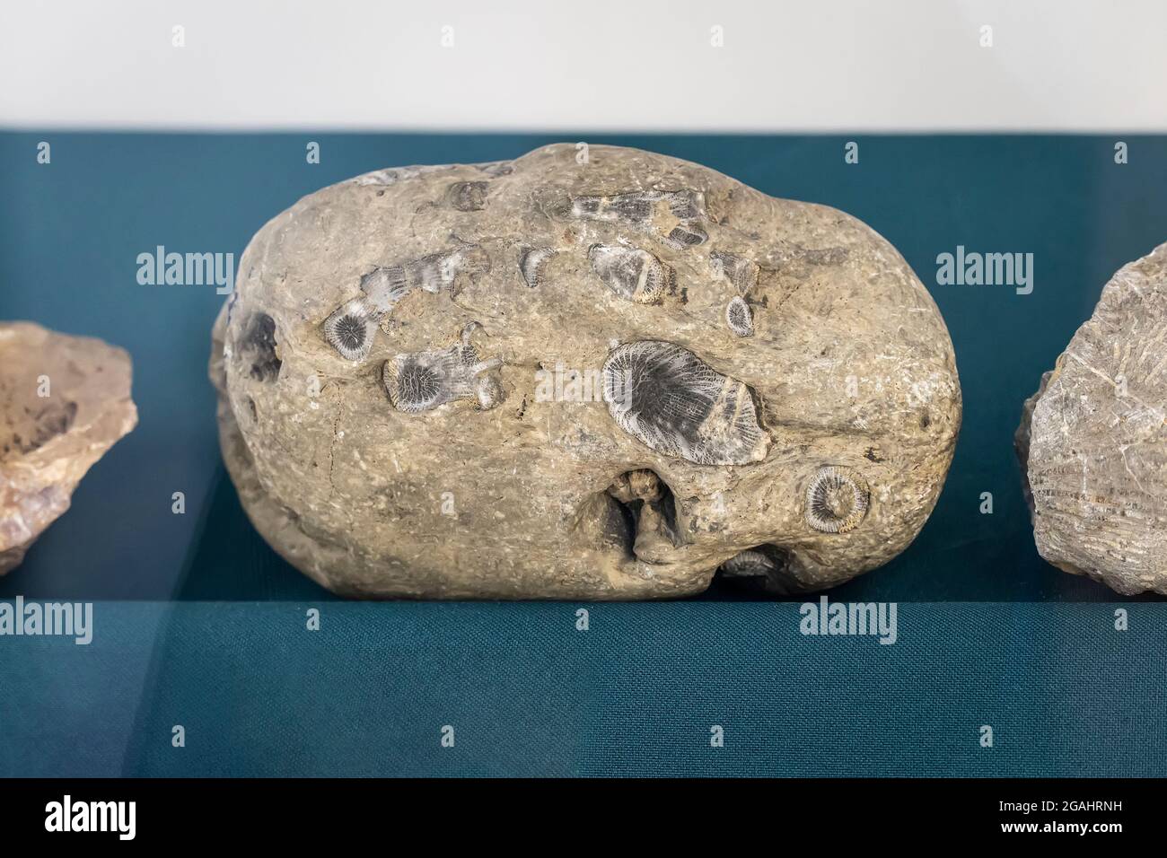 Uralte prähistorische Fossilien. Ein archäologischer Fund. Die ersten Lebewesen auf dem Planeten Erde. Die ersten uralten primitiven Tiere. Stockfoto