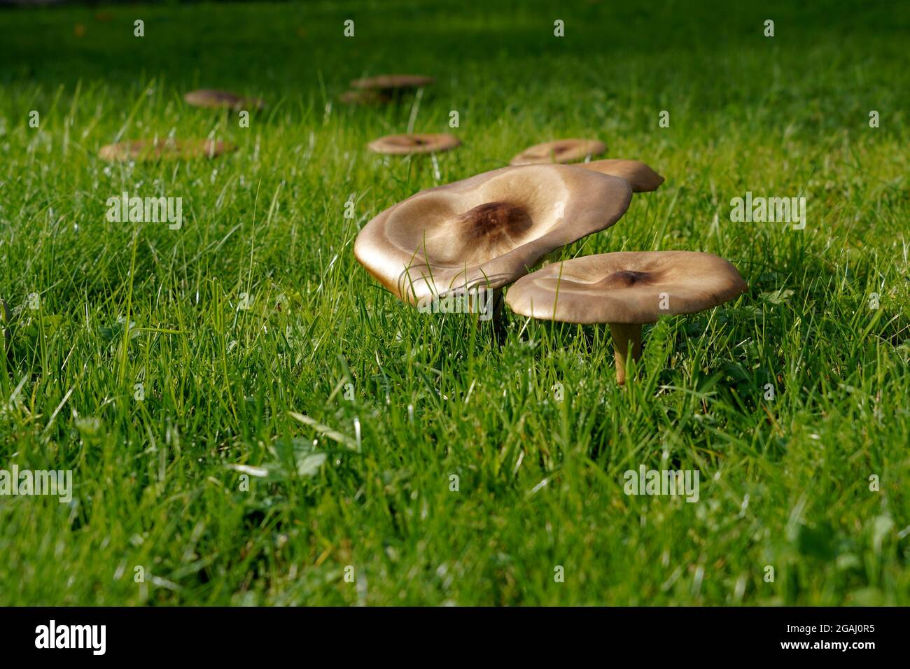 Eine Gruppe von Pilzen auf der Wiese auf frischem grünen Gras. Es gibt viel Speicherplatz für Kopien. Stockfoto