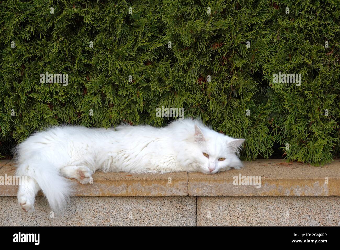 Weiße Katze mit langen Haaren, die an einer Ziegelwand gestreckt sind. Auf  dem Hintergrund befindet sich eine Zedernhecke mit viel Kopierraum  Stockfotografie - Alamy