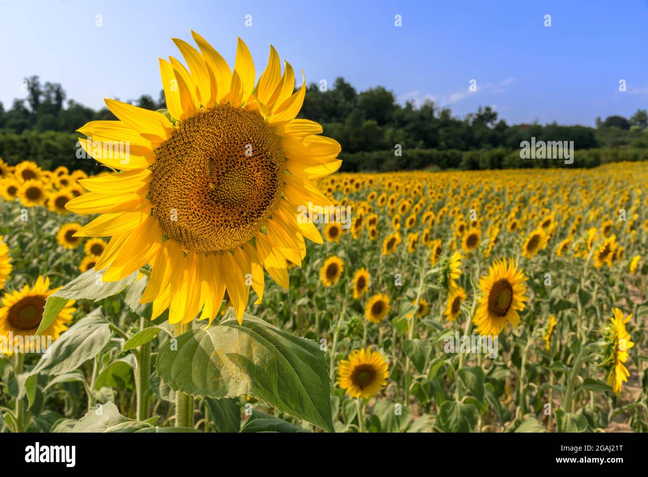 Sonnenblumenblume mit Biene im Feld als verschwommener Hintergrund am blauen Himmel in Farigliano, Langhe, Italien Stockfoto