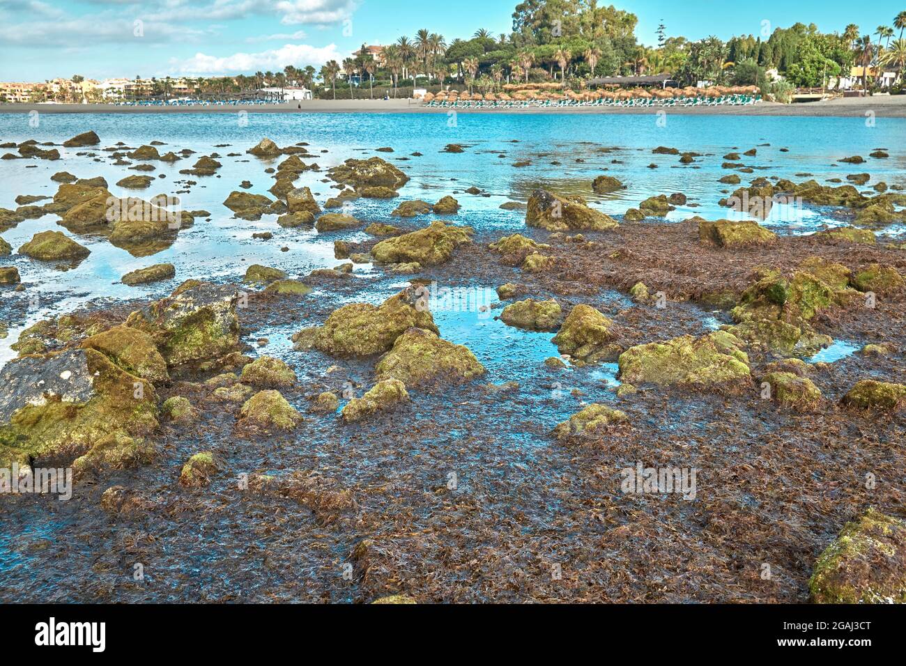 Asiatische Algen, invasive Arten, füllen die Strände (Rugulopterix okamurae) Mittelmeer-Strände Stockfoto
