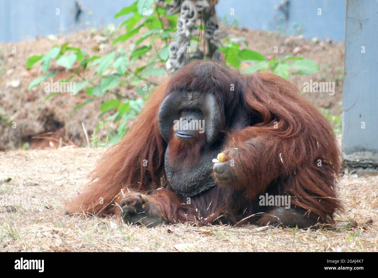 Der Borneanische Orang-Utan (Pongo pygmaeus) ist eine Art von Orang-Utan, die auf der Insel Borneo beheimatet ist. Zusammen mit dem Sumatra-Orang-Utan (Pongo abelii). Stockfoto
