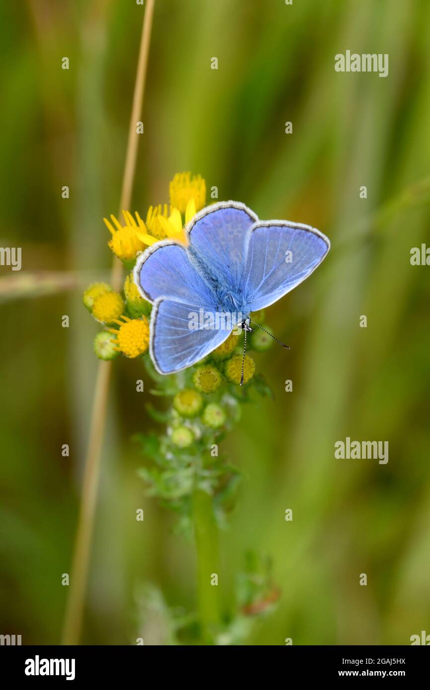 Gewöhnlicher blauer Schmetterling auf hell erleuchteter Sommerwiese aus Grün und Yelolow Stockfoto