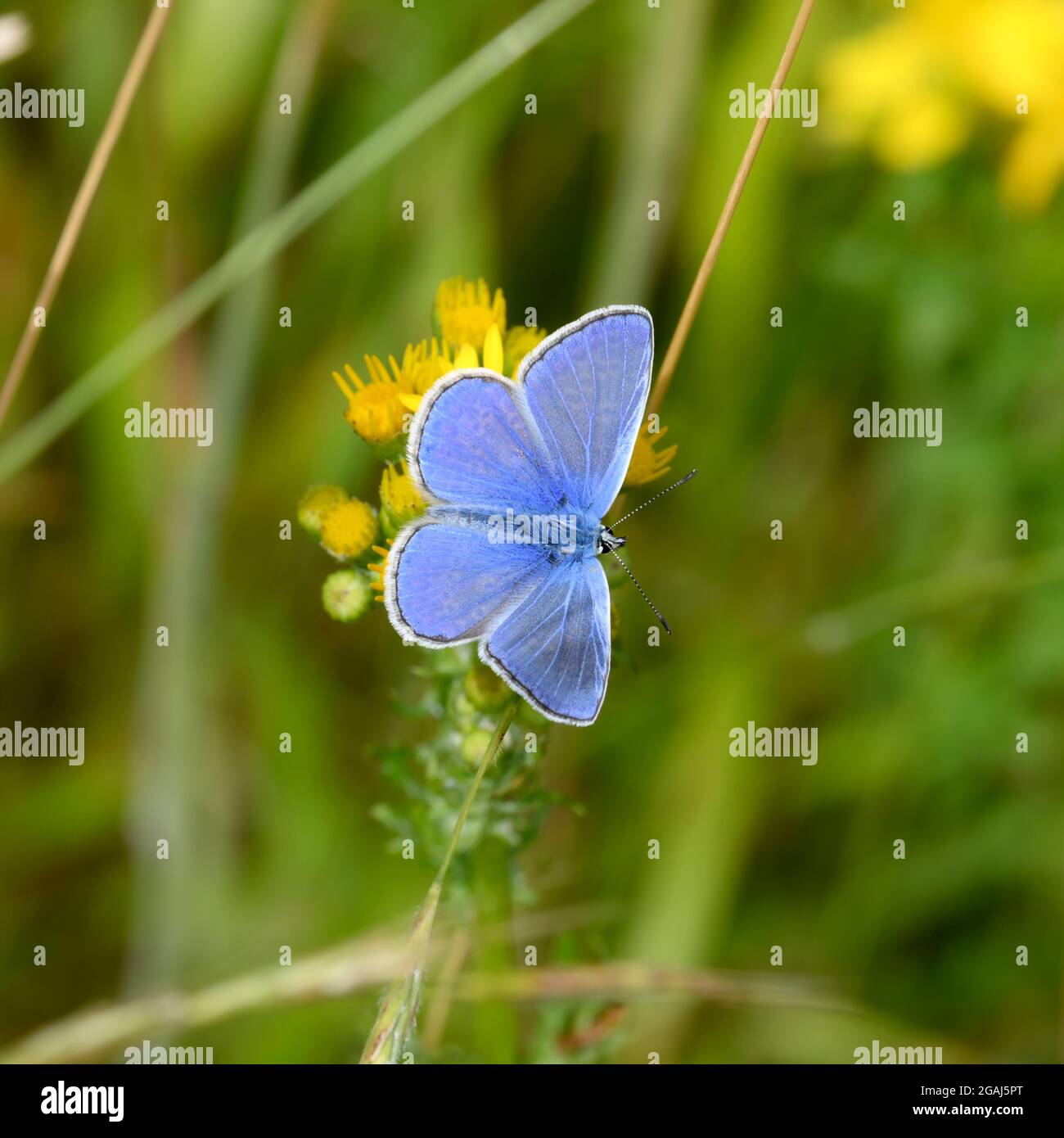 Gewöhnlicher blauer Schmetterling, der sich in hell erleuchtetem Sommerrasen aus Grün und Gelb ernährt Stockfoto