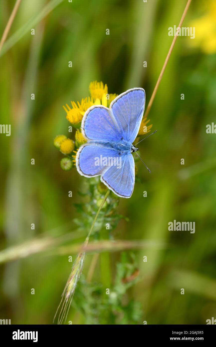 Gewöhnlicher blauer Schmetterling auf hell erleuchteter Sommerwiese aus Grün und Yelolow Stockfoto