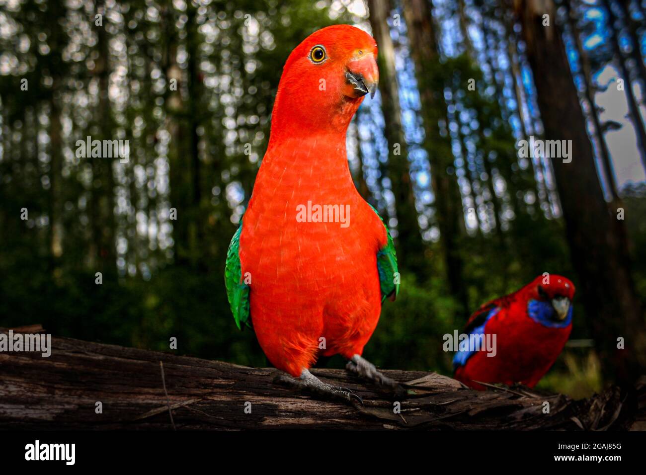 Australischer Königspapagei, der hoch und stolz steht Stockfoto