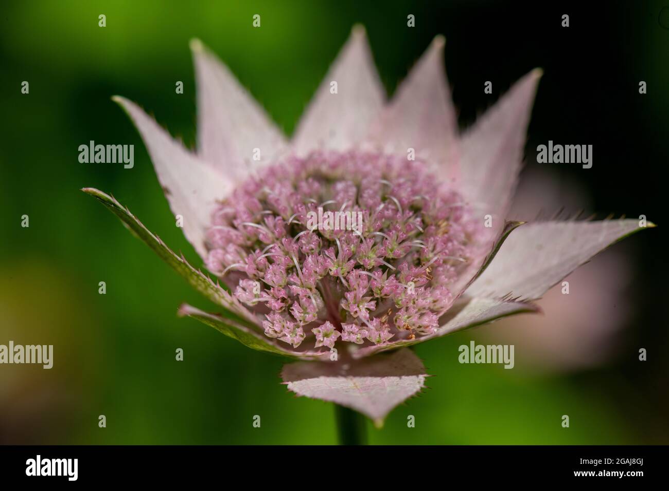 Astratia Major Rubra Blume Stockfoto