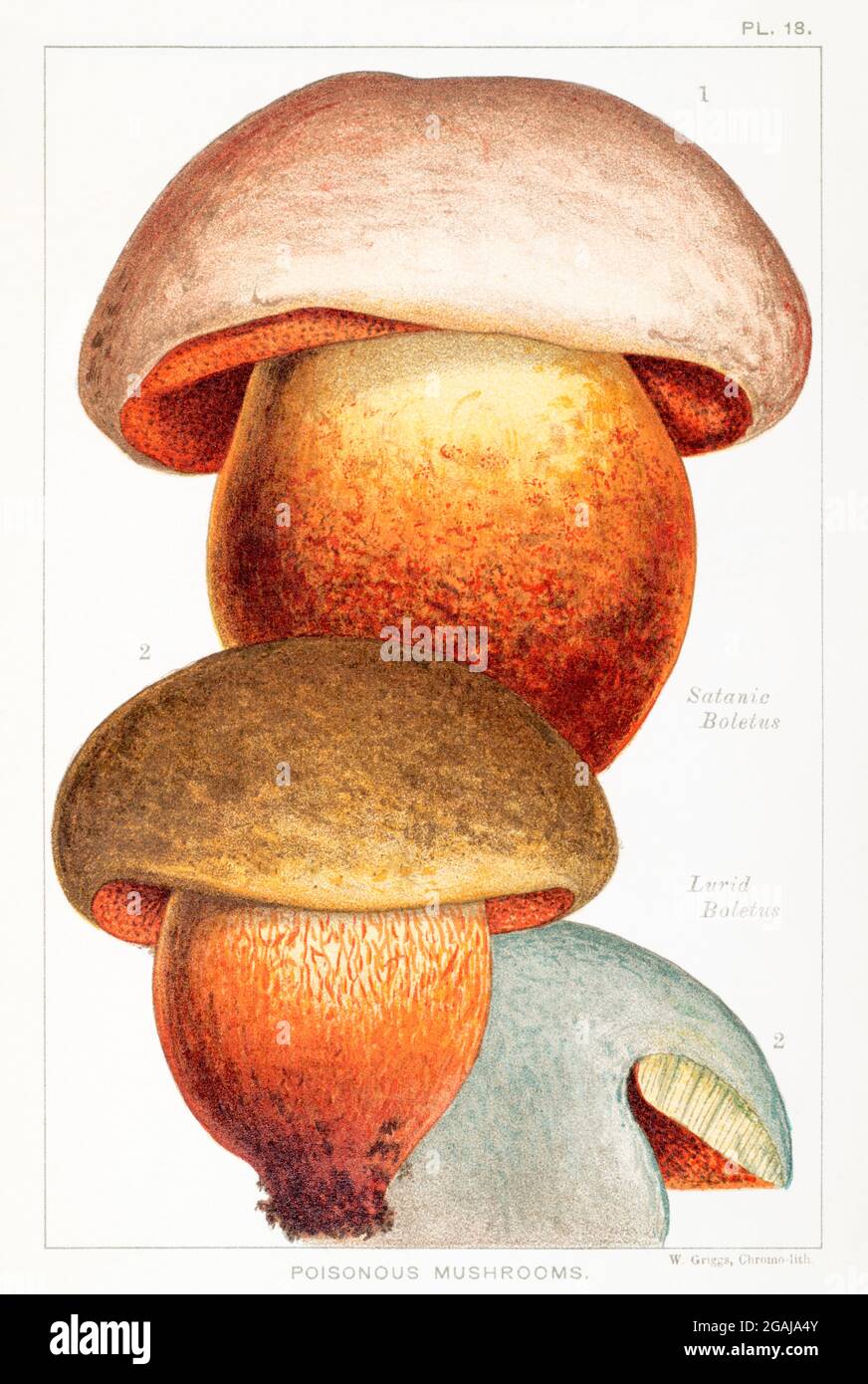 Illustration von satanischem Boletus / Boletus satanas & laurem Boletus / Boletus luridus in Cooke 1894 Pilzbuch. William Griggs Chromolithography Name. Stockfoto