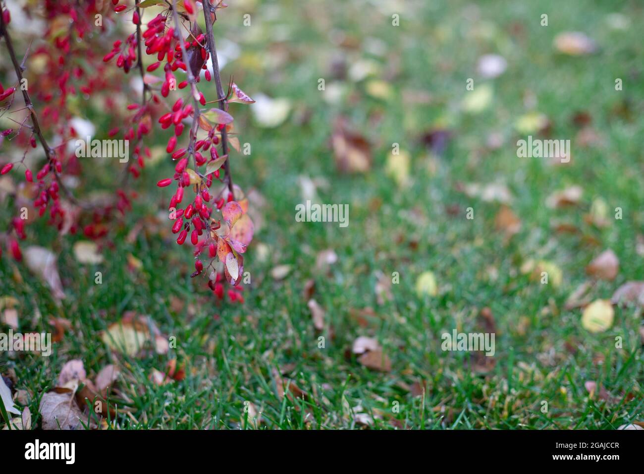 Ein Zweig mit Berberbeeren. Ein Herbstzweig mit reifen Berberbeeren und Wassertropfen, die über einem grünen Rasen hängen Stockfoto