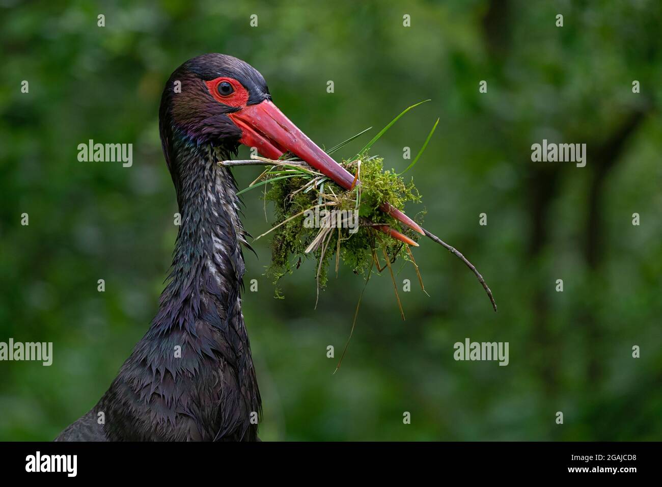 Ein männlicher Schwarzstorch sammelt Nistmaterial für den Astrie Stockfoto