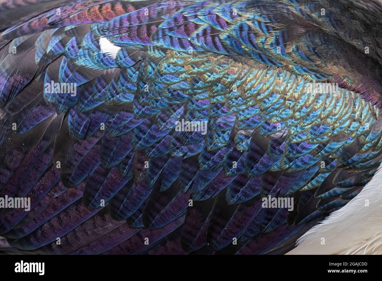 Federdetails eines stringenhalsigen Ibis Stockfoto