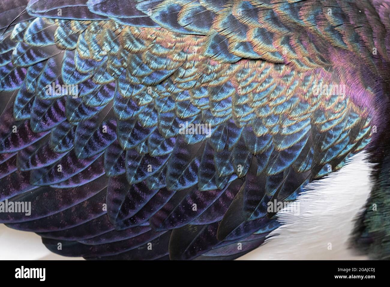 Federdetails eines stringenhalsigen Ibis Stockfoto