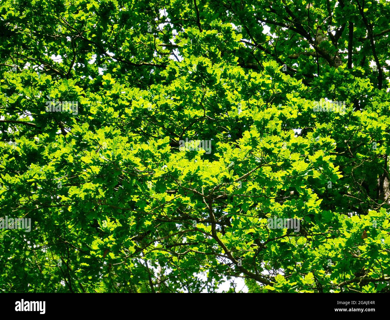 An einem sonnigen Sommertag hinterlässt eine gesunde, leuchtend grüne Eiche bei Sonnenschein. Stockfoto