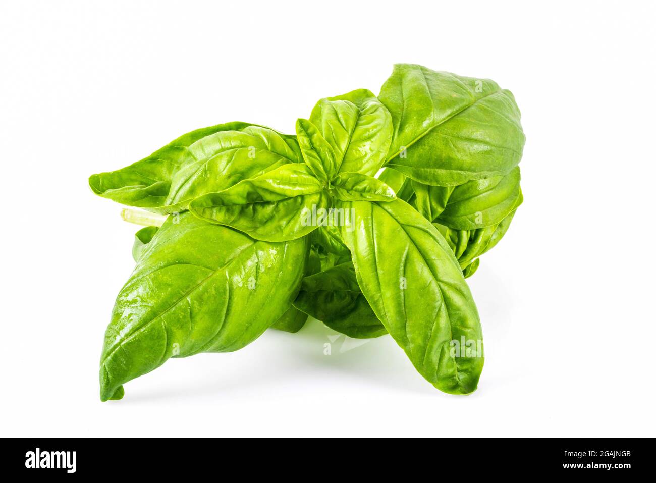 Frisches Basilikum (ocimum basilicum) auf weißem Hintergrund. Stockfoto
