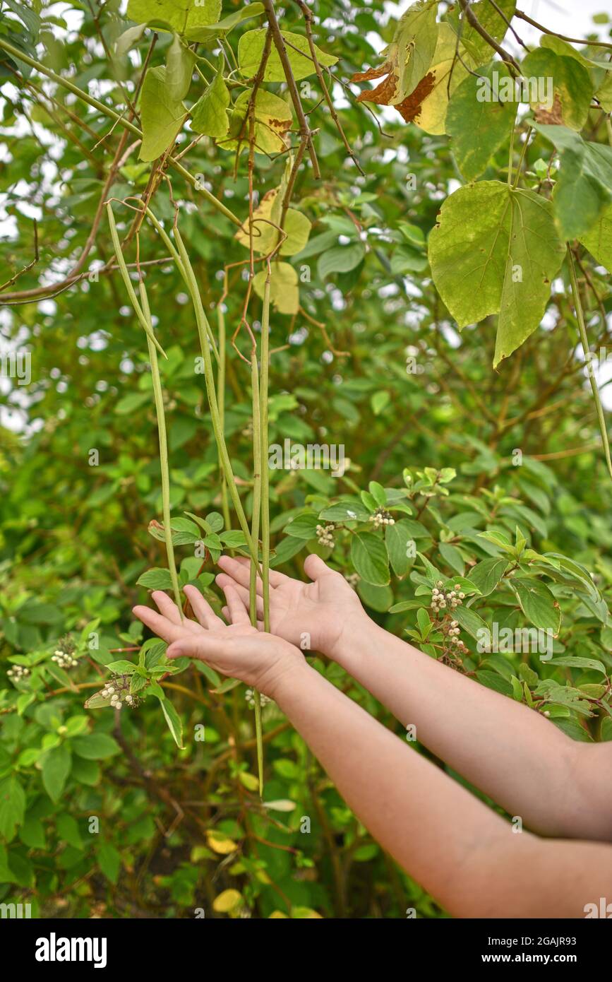 Weibliche Hände halten Catalpa-Sitzkissen. Catalpa, auch catawba genannt, ist eine Gattung von blühenden Pflanzen aus der Familie der Bignoniaceae Stockfoto