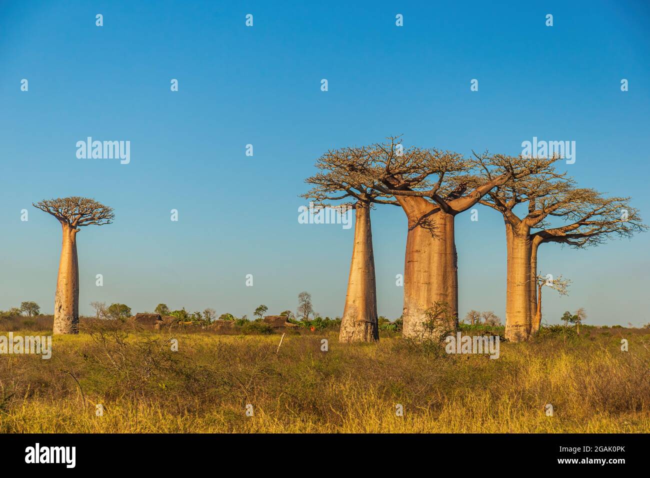 Schöne Baobab Bäume bei Sonnenuntergang an der Allee der Baobabs in Madagaskar Stockfoto