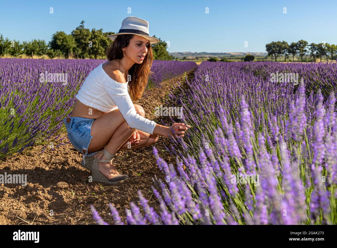 Eine junge Frau in einem Feld blühenden Lavendels. Sie hockte sich herunter, um eine Blume zu pflücken. Lavendelblüten im Vordergrund und Bäume im Hintergrund. Stockfoto