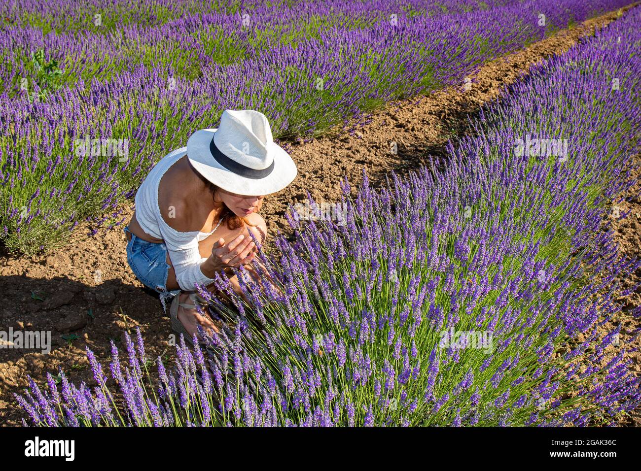 Eine junge Frau in einem blühenden Lavendelfeld. Sie hat sich hingekauert, um die Blumen zu schnuppern. Sommerliche Farben. Naturkonzept. Stockfoto