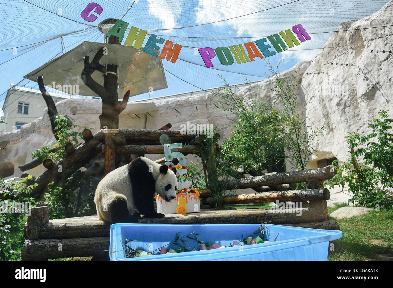 Moskau, Russland. Juli 2021. Der riesige Panda Ru Yi nähert sich seinem Geburtstagskuchen im Moskauer Zoo in Moskau, der Hauptstadt Russlands, am 31. Juli 2021. Der Moskauer Zoo feierte seinen Geburtstag für den riesigen Panda Ru Yi, der 2019 aus China für ein 15-jähriges wissenschaftliches Programm eintraf. Quelle: Evgeny Sinitsyn/Xinhua/Alamy Live News Stockfoto