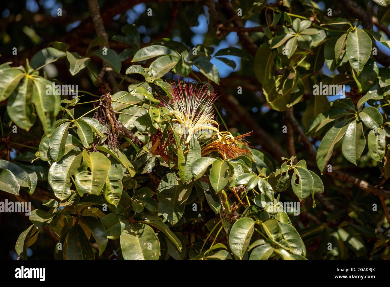 Brasilianischer Vorrat Baum der Art Pachira aquatica Stockfoto