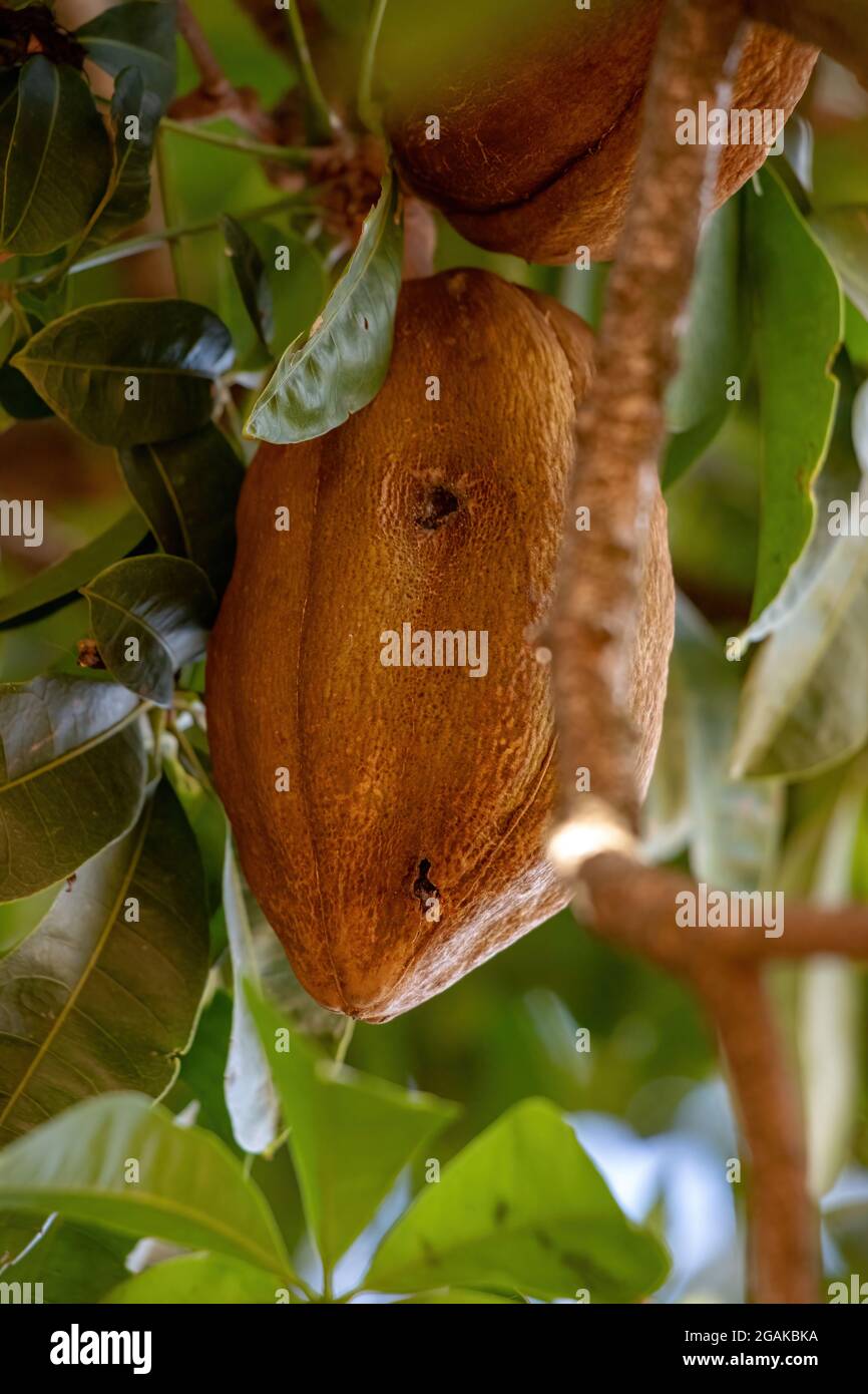 Brasilianischer Vorrat Baum der Art Pachira aquatica Stockfoto