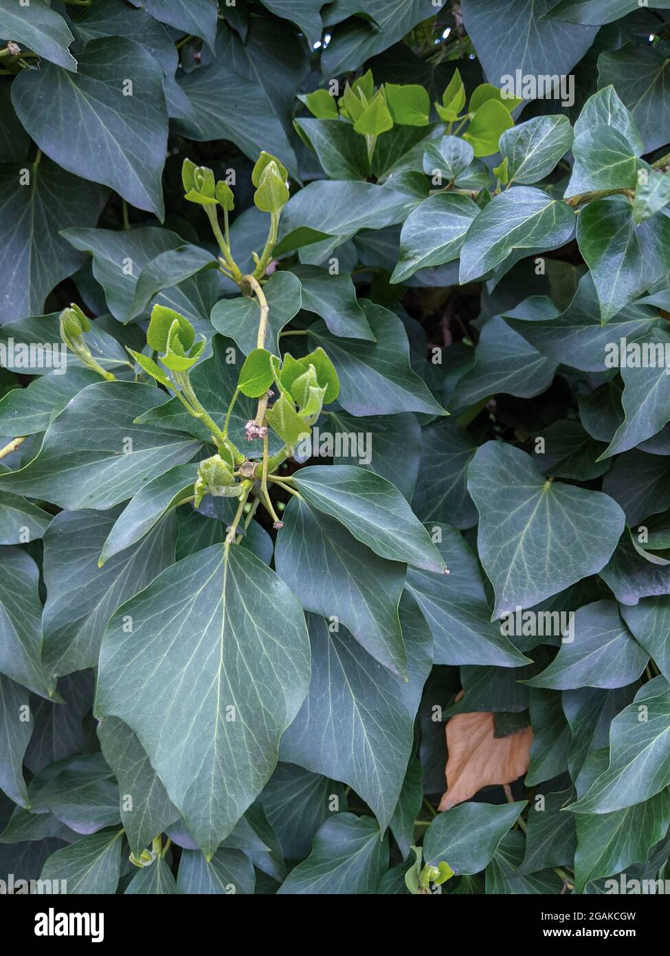 In der Efeu-Hecke wachsen neue Blätter Stockfoto