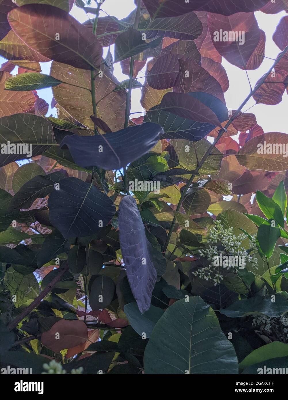 Zwischen den üppigen Blättern des Cotinus coggygria Stockfoto