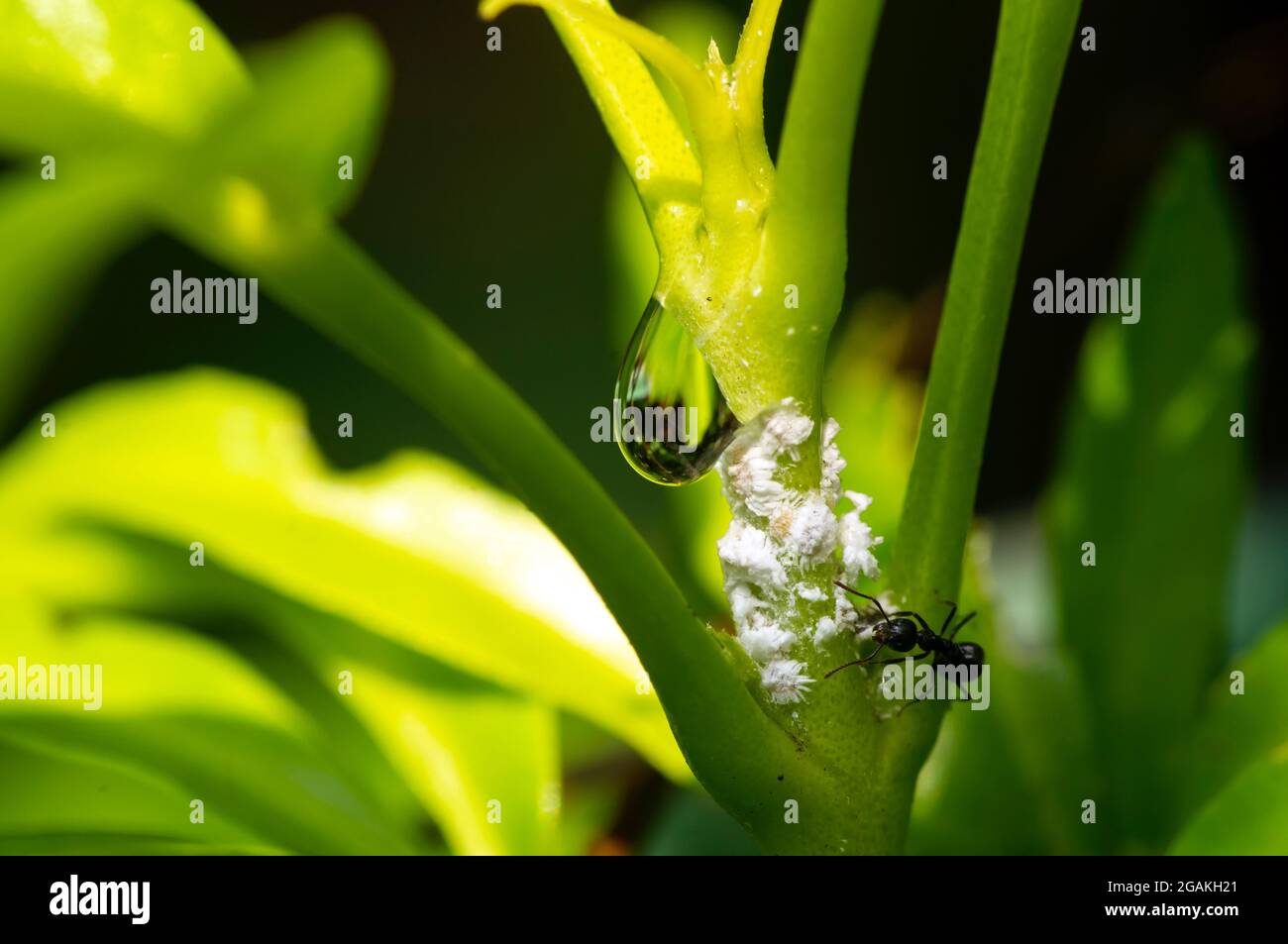 Eine kleine schwarze Ameise und weiße Wanzen auf einem grünen Blatt mit Wassertropfen, ausgewählter Fokus Stockfoto
