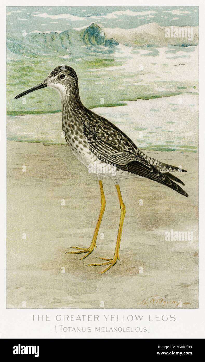 Vintage-Illustrationen von Birds of North america Stockfoto