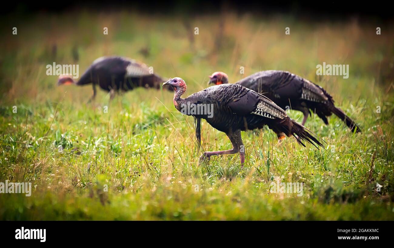 Drei Wilde Truthähne füttern auf einem Feld Stockfoto