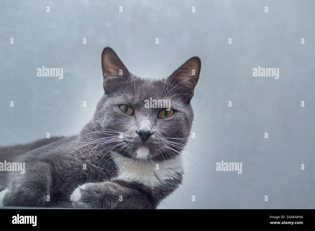 Porträt einer grauen Katze auf grauem Hintergrund. Speicherplatz kopieren Stockfoto