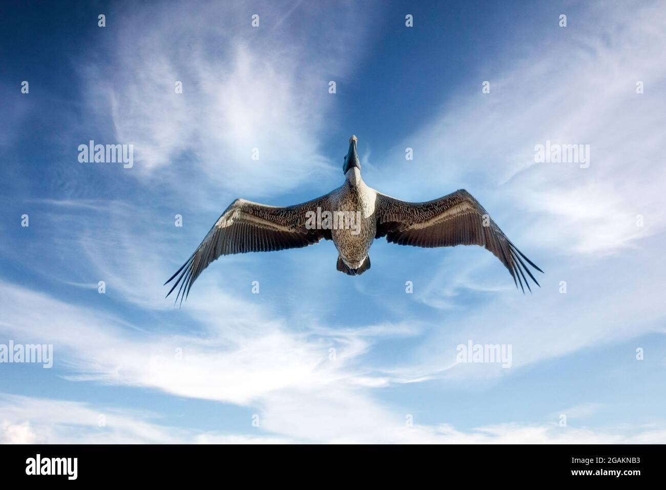 Pelikanvögel fliegen in Varadero, Kuba Stockfoto