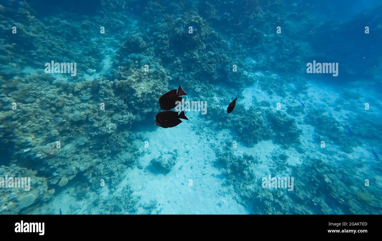 Auf dem Meeresboden schwimmen schwarze Fische in der Nähe der Korallen. Stockfoto