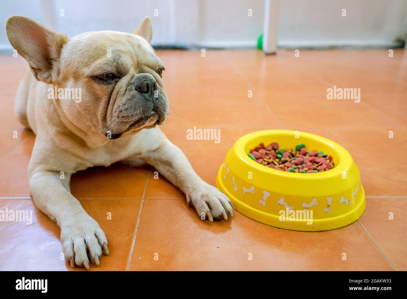 Cream French Bulldog liegt in der Nähe einer Schüssel voller Hundefutter  Stockfotografie - Alamy