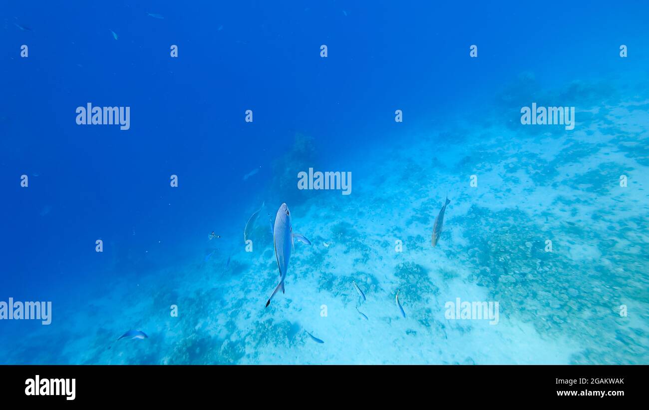 Es ist der Meeresboden, auf dem Korallen zu sehen sind und kleine tropische Fische schwimmen. Stockfoto