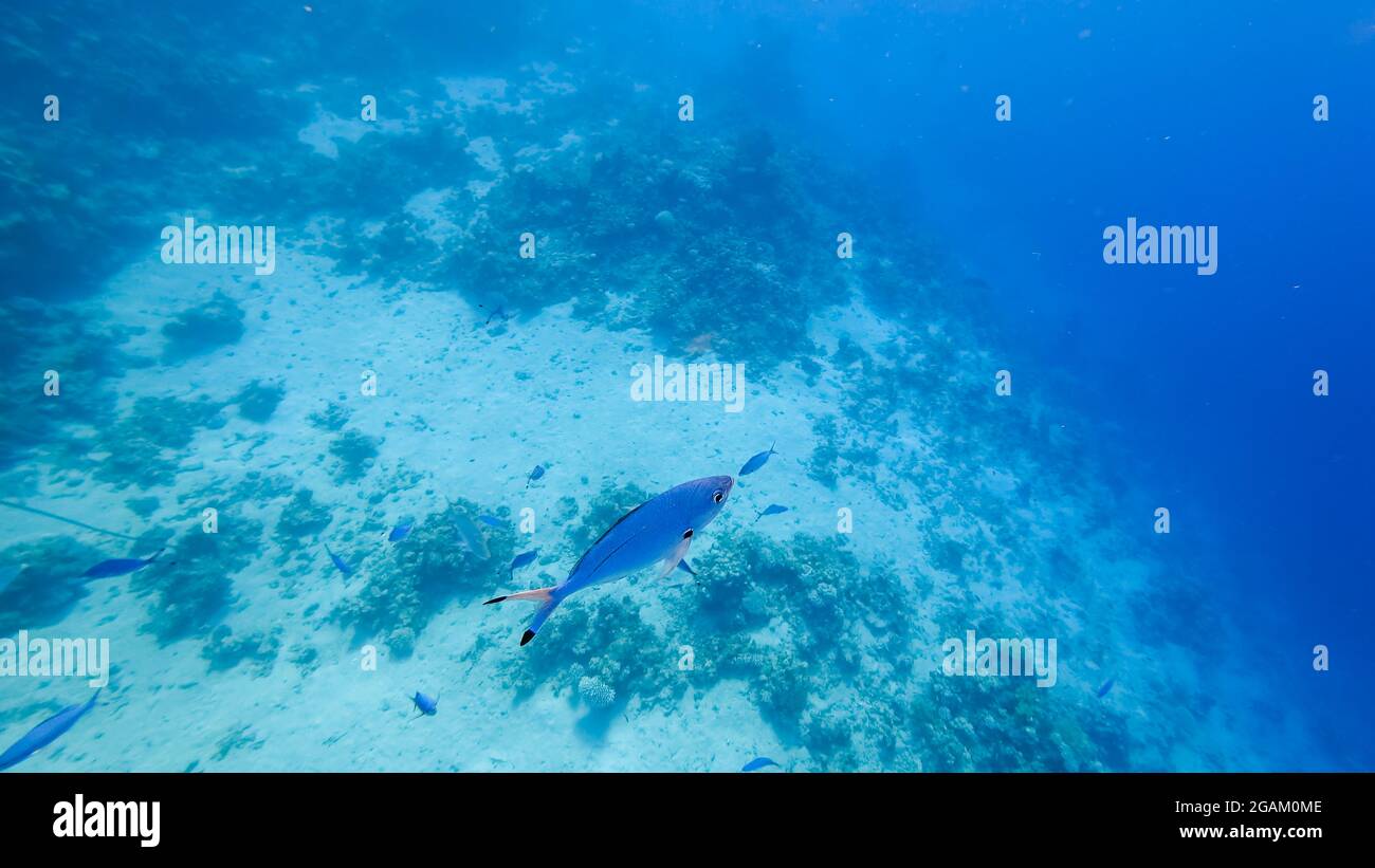 Von oben nach unten, auf dem Hintergrund des Meeresbodens in der Nähe der Korallen, schwimmen eine Vielzahl von tropischen Fischen. Stockfoto