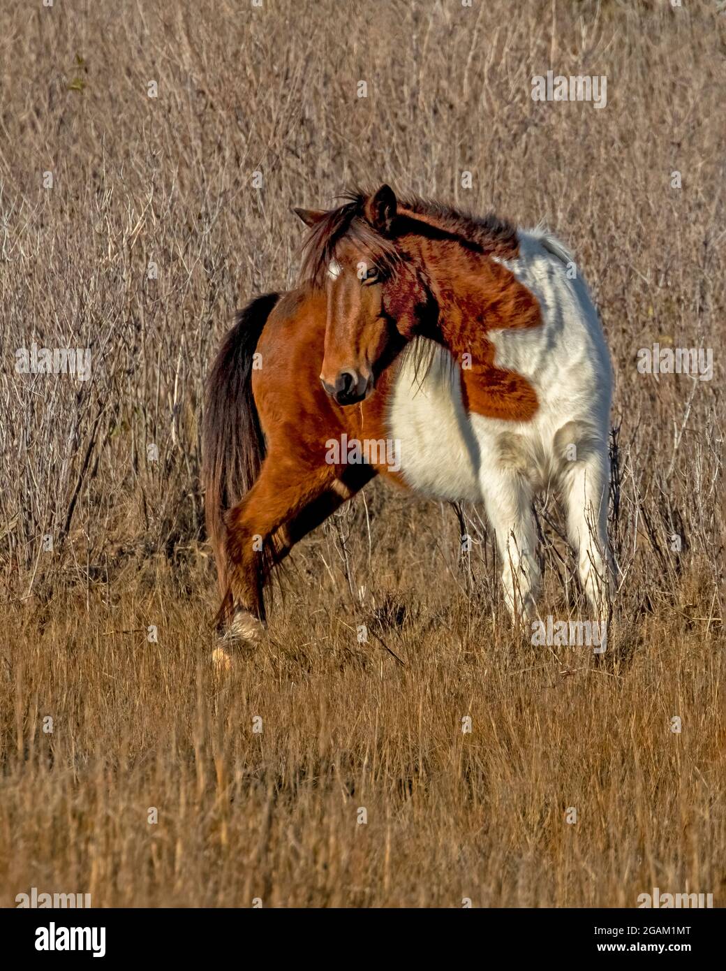 Wild Pony auf dem Life of the Marsh Nature Trail, Assateague Island National Seashore, Maryland. Stockfoto