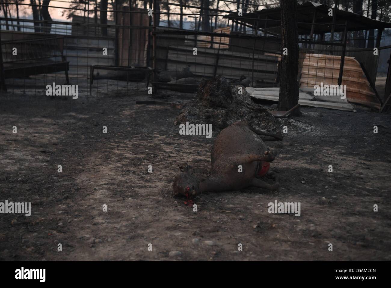 Alle Häuser wurden während der Waldbrände im Dorf Ulukapi Sulek in der Nähe der Region Manavgat in Antalya verbrannt. Mehr als 70 Waldbrände sind diese Woche in Provinzen an der türkischen Ägäis- und Mittelmeerküste sowie im Landesinneren ausgebrochen. Dörfer und einige Hotels wurden in touristischen Gebieten evakuiert und Menschen wurden über Felder geflohen, als Brände in ihren Häusern geschlossen wurden. Mindestens vier Menschen wurden am 28. Juli 2021 von Blasen getötet, die durch die Tourismusregionen Antalya, Manavgat, Türkei, Mittelmeerküste der Türkei gefegt wurden. Foto von Cenk Ozel/Depo Photos/ABACAPRESS.COM Stockfoto