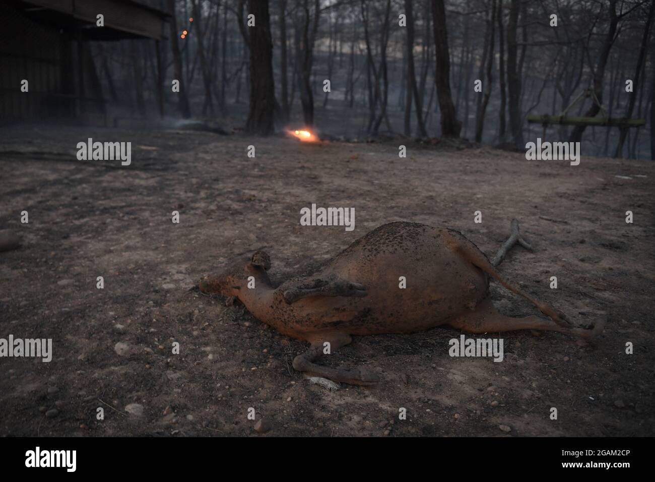 Alle Häuser wurden während der Waldbrände im Dorf Ulukapi Sulek in der Nähe der Region Manavgat in Antalya verbrannt. Mehr als 70 Waldbrände sind diese Woche in Provinzen an der türkischen Ägäis- und Mittelmeerküste sowie im Landesinneren ausgebrochen. Dörfer und einige Hotels wurden in touristischen Gebieten evakuiert und Menschen wurden über Felder geflohen, als Brände in ihren Häusern geschlossen wurden. Mindestens vier Menschen wurden am 28. Juli 2021 von Blasen getötet, die durch die Tourismusregionen Antalya, Manavgat, Türkei, Mittelmeerküste der Türkei gefegt wurden. Foto von Cenk Ozel/Depo Photos/ABACAPRESS.COM Stockfoto