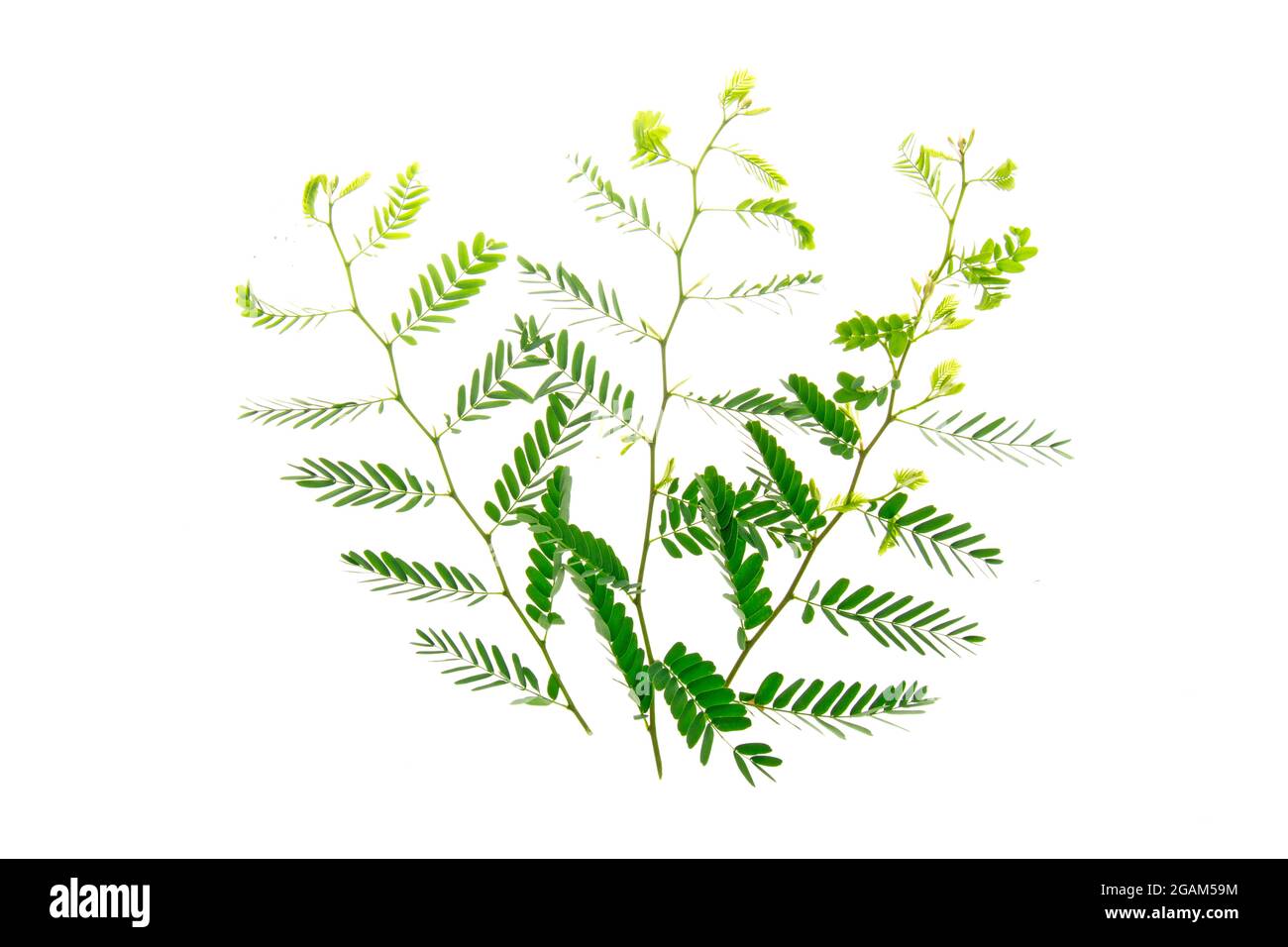 Tropische Blätter Laub Pflanze Busch Blumenarrangement Natur Hintergrund isoliert auf weißem Hintergrund, Clipping Pfad enthalten. Stockfoto