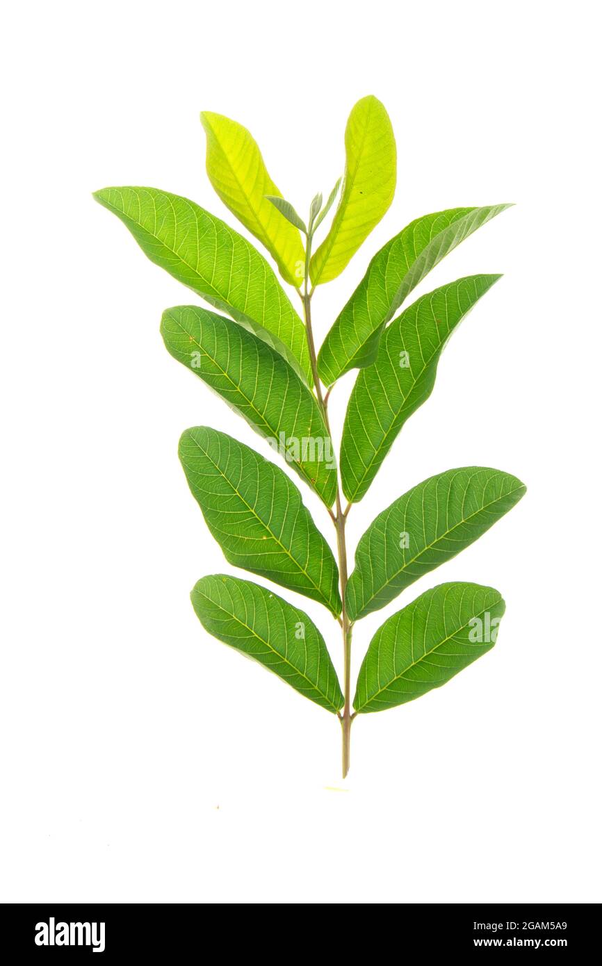 Tropische Blätter Laub Pflanze Busch Blumenarrangement Natur Hintergrund isoliert auf weißem Hintergrund, Clipping Pfad enthalten. Stockfoto