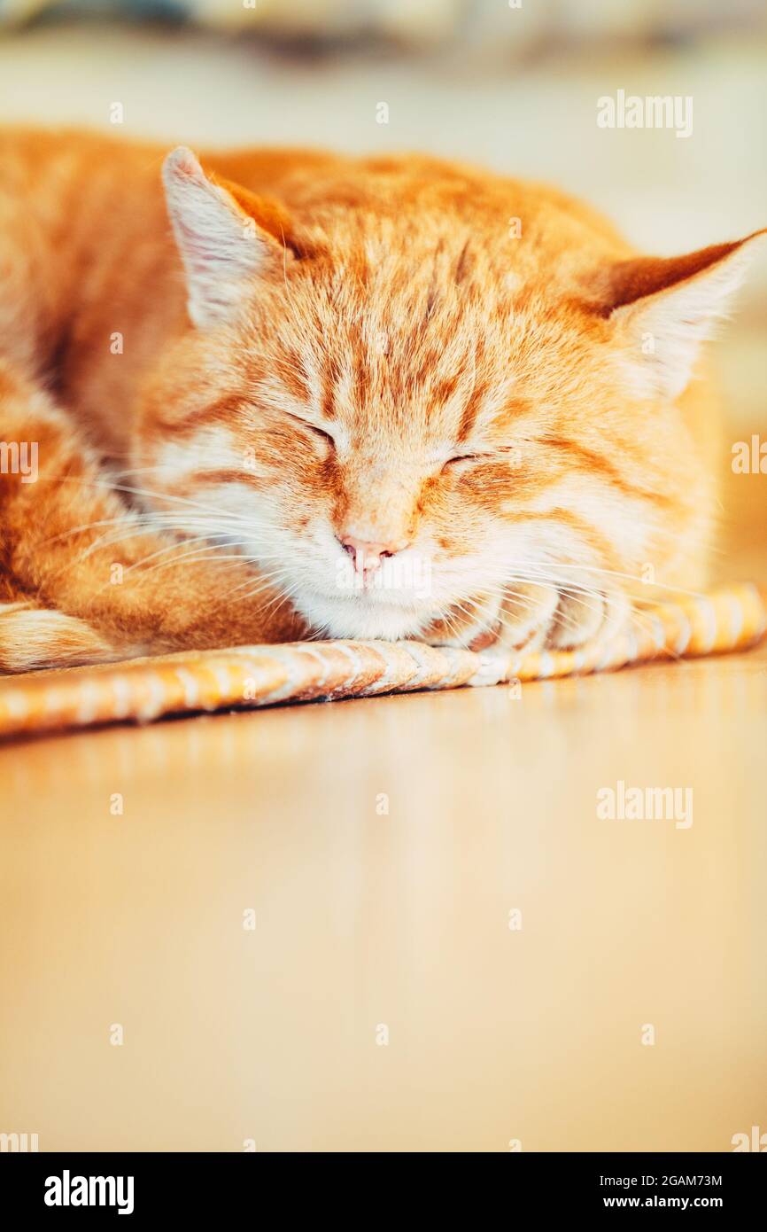 Friedliche orange rot gestromte Katze männliche Kätzchen schlafend in seinem Bett auf Laminat Stockfoto