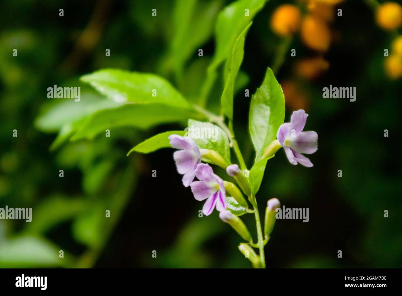 Fliederblüher Golden Dewdrop, Duranta. Ornamentaler tropisch-grüner, lebhafter Strauch mit verschwommenem Hintergrund in Athen, Griechenland Stockfoto