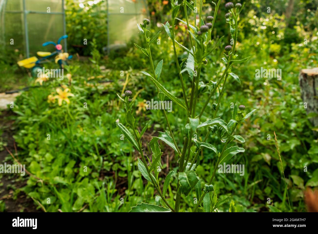 Pflanzen wachsen im Garten inmitten des Grüns. Das Foto wurde in Tscheljabinsk, Russland, aufgenommen. Stockfoto