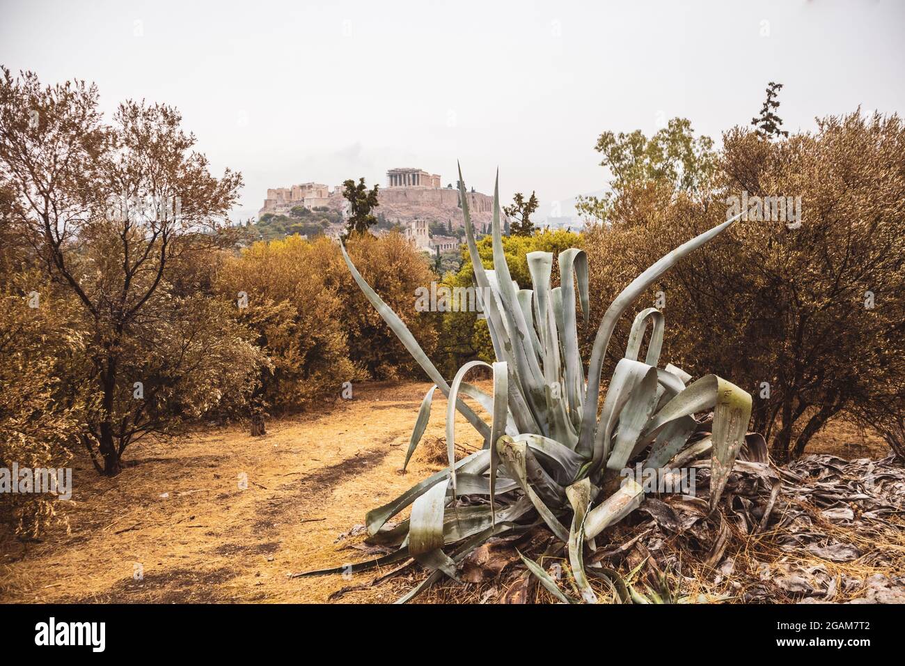 Blick auf den Akropolis-Hügel auf dem Filopappou Hill Wanderweg in trockenem Busch mit großer Aloe-Pflanze. Athen antikes historisches Wahrzeichen im Stadtzentrum an bewölkten Tagen Stockfoto