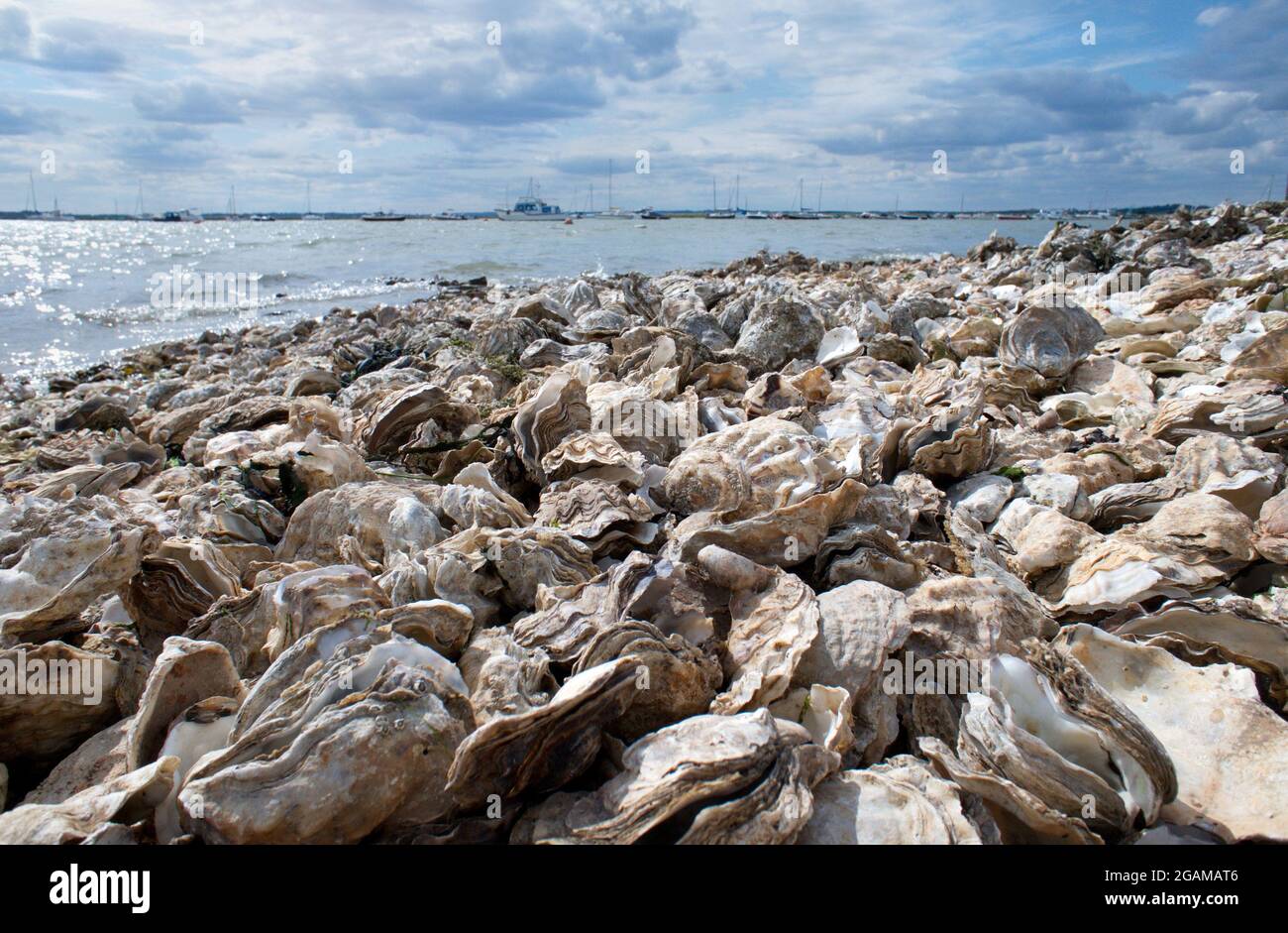 Verworfene Austernschale am Strand Stockfoto