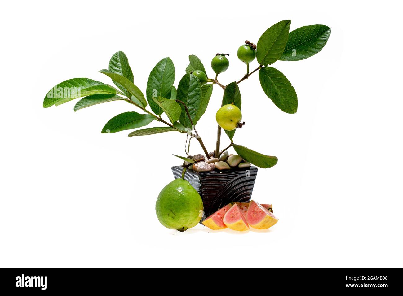 Guava Pflanze im Topf auf weißem Hintergrund Stockfoto