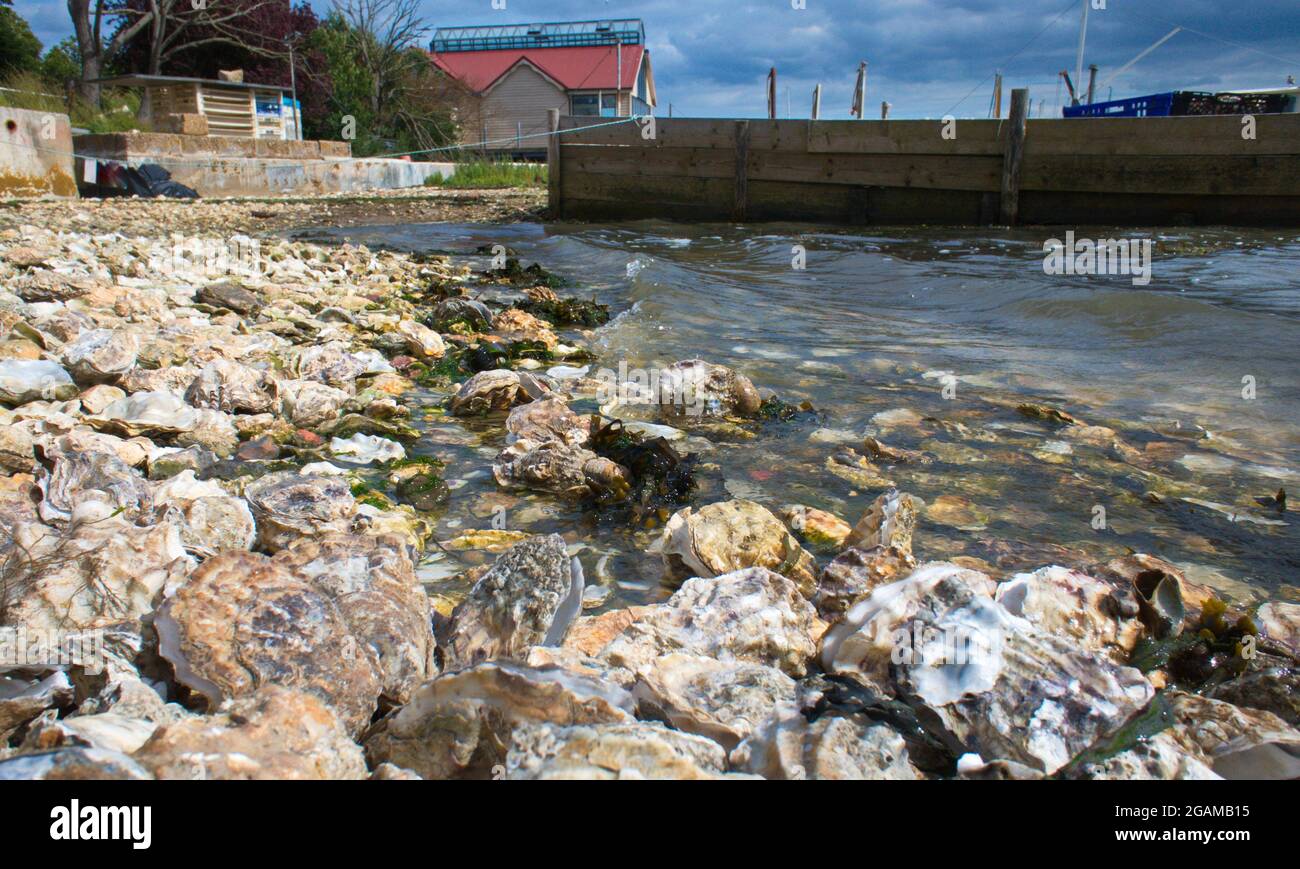 Die Uferpromenade auf Mersea Island, Essex, zeigt die Geschichte der lokalen Muschelindustrie. Stockfoto