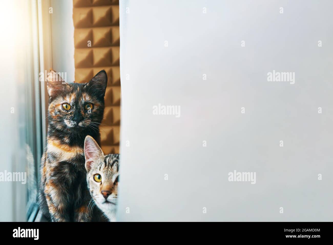 Zwei Hauskatzen schauen in die Kamera. Pussycat sitzt auf der Fensterbank. Tabby Kätzchen gucken hinter dem Vorhang hervor. Haustiere am Fenster am sonnigen Tag. Stockfoto